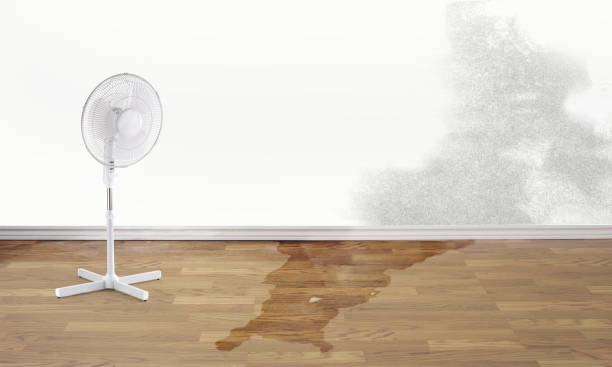 Best Ceiling water damage repair  in Callahan, FL