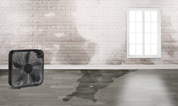 Best Water damage restoration near me  in Callahan, FL
